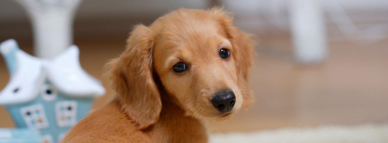 Teething and Chewing in Puppies - Petsy