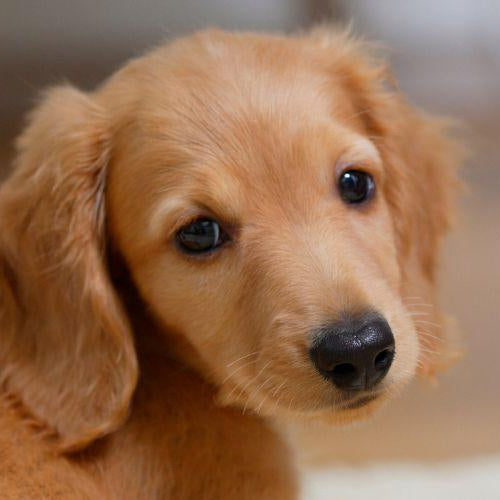 Teething and Chewing in Puppies - Petsy