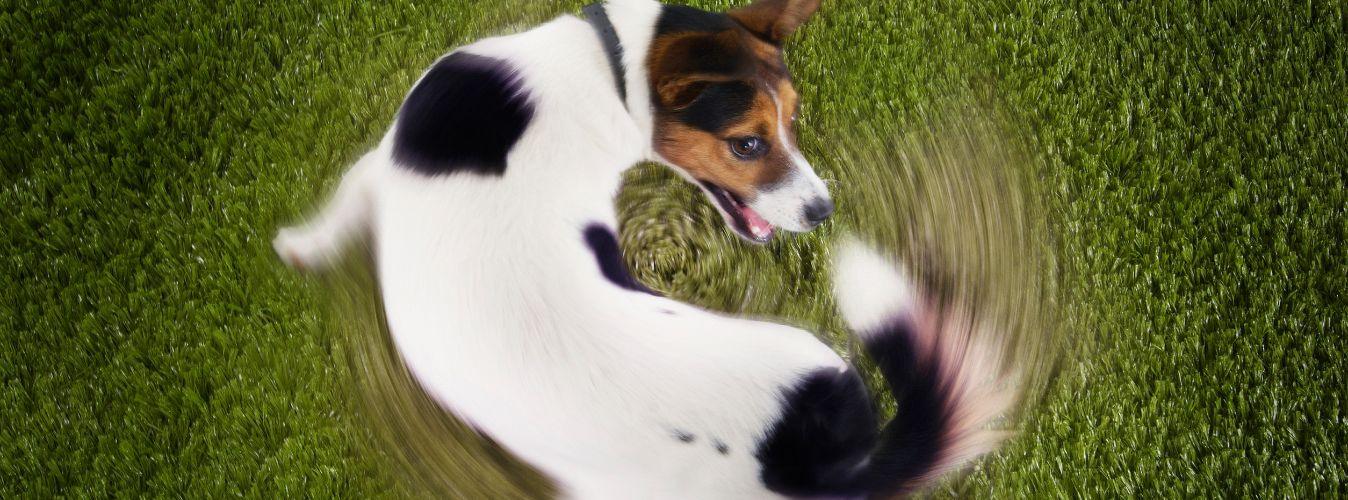 Why Does My Dog Chase His Tail? - Petsy