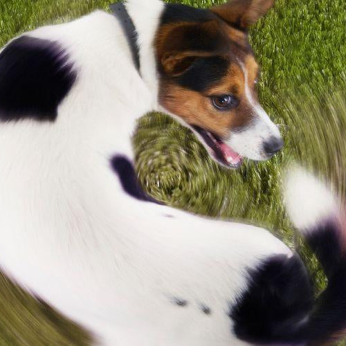 Why Does My Dog Chase His Tail? - Petsy