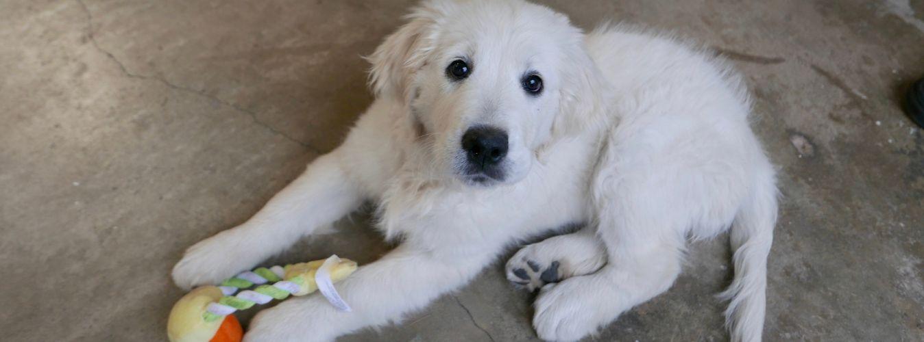 Integrating Your Puppy With the Family - Petsy