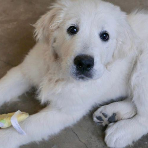 Integrating Your Puppy With the Family - Petsy