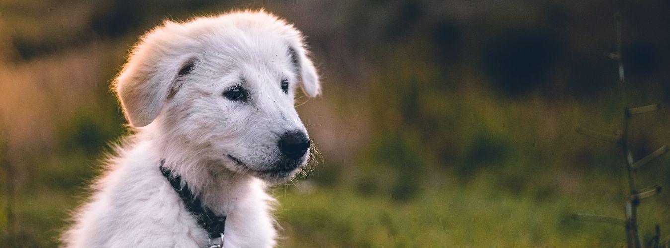 Should I Buy or Adopt a Dog? - Petsy