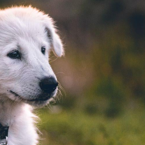 Should I Buy or Adopt a Dog? - Petsy