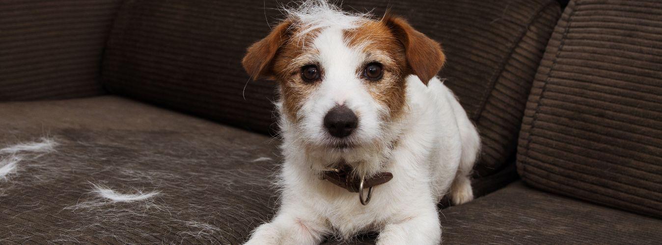 Shedding in Dogs - Petsy