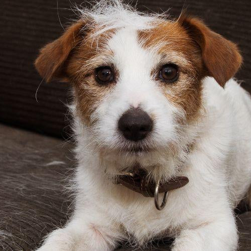 Shedding in Dogs - Petsy