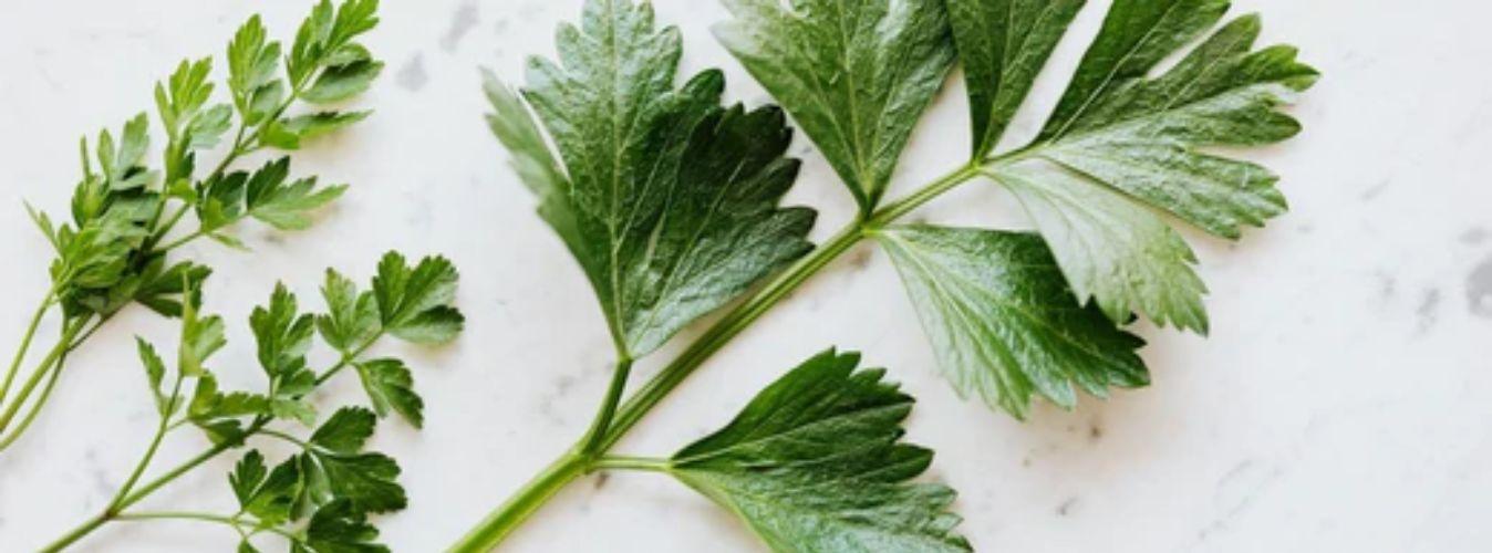 Parsely - The Super Herb! - Petsy