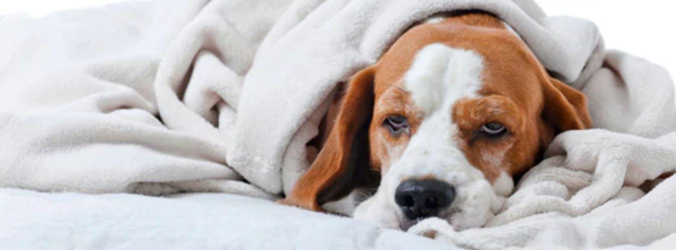 Why Does My Dog Vomit in the Morning? - Petsy
