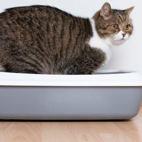 Where Should I Put My Cat’s Litter Box? - Petsy
