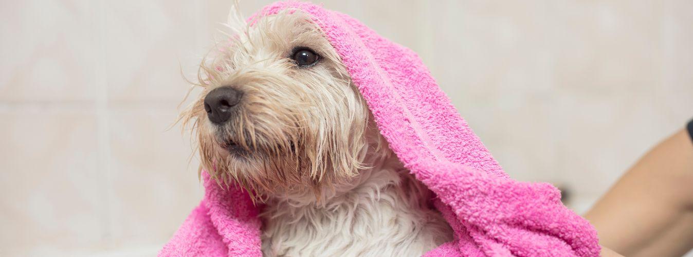 Bathing Your Dog at Home - Petsy