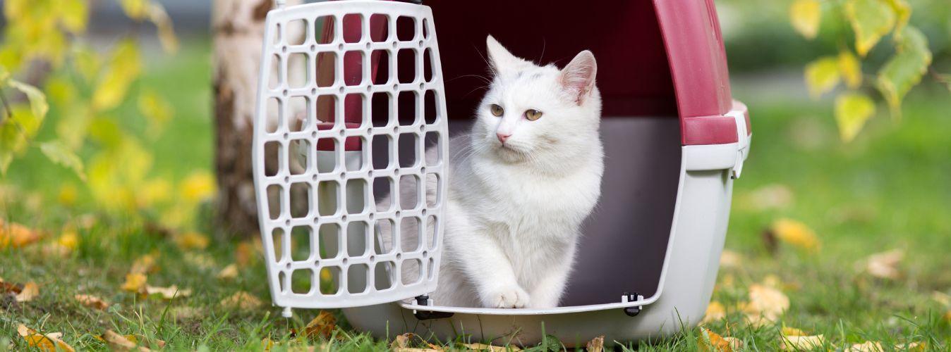 How to Travel With Pets? - Petsy