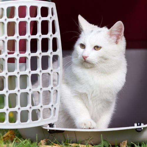 How to Travel With Pets? - Petsy