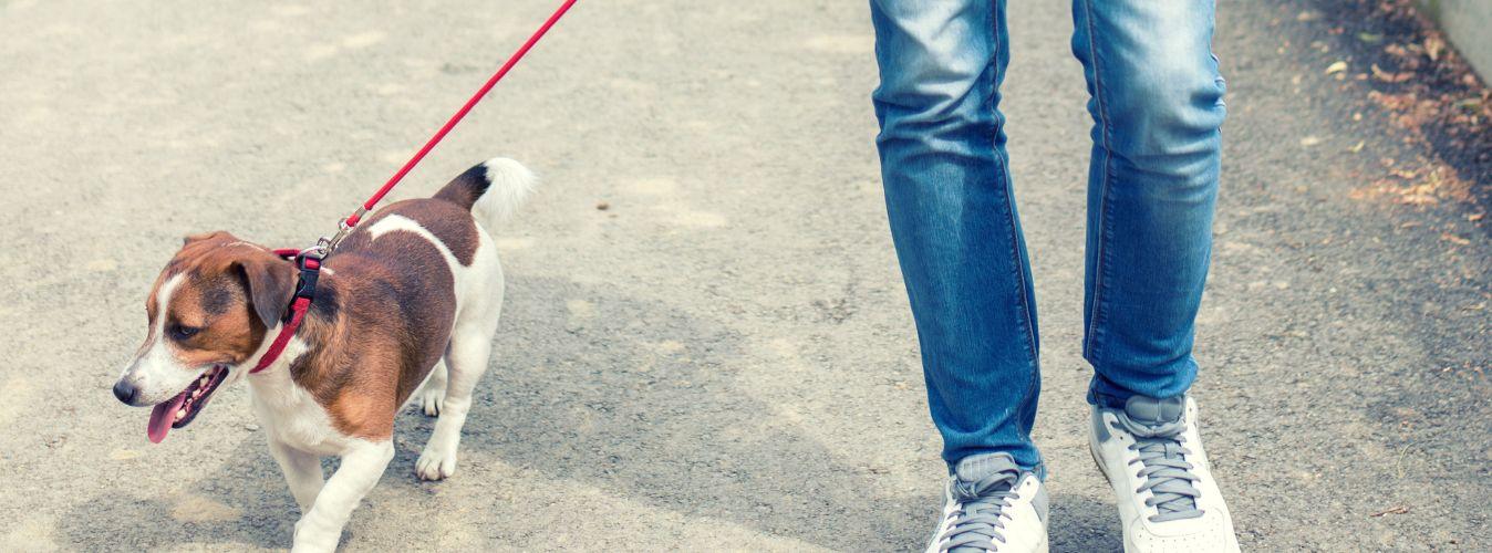 Urine Marking in Dogs - Petsy