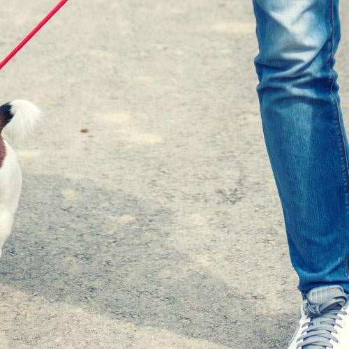 Urine Marking in Dogs - Petsy