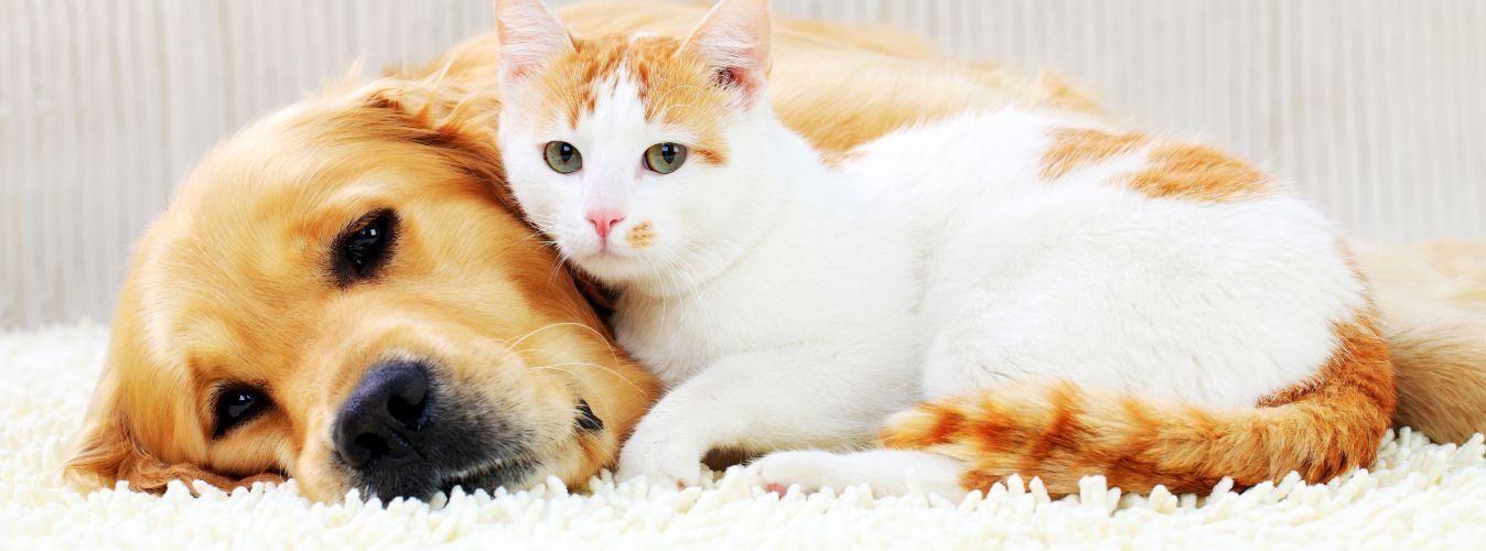 Cancer in Pets - What to Do and When to Worry - Petsy