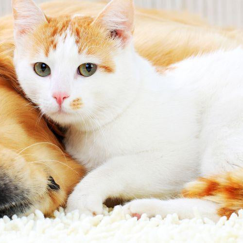 Cancer in Pets - What to Do and When to Worry - Petsy