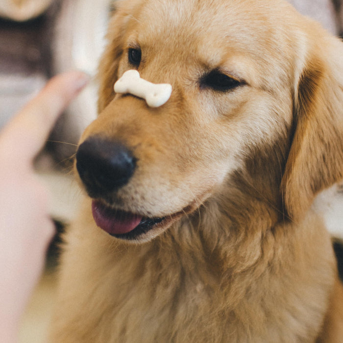 Which are the best dog treats & how do I choose them? - Petsy