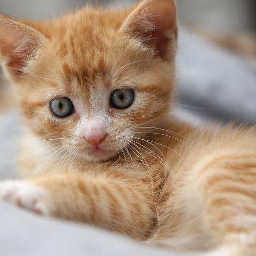 Can my cat be trained? - Petsy