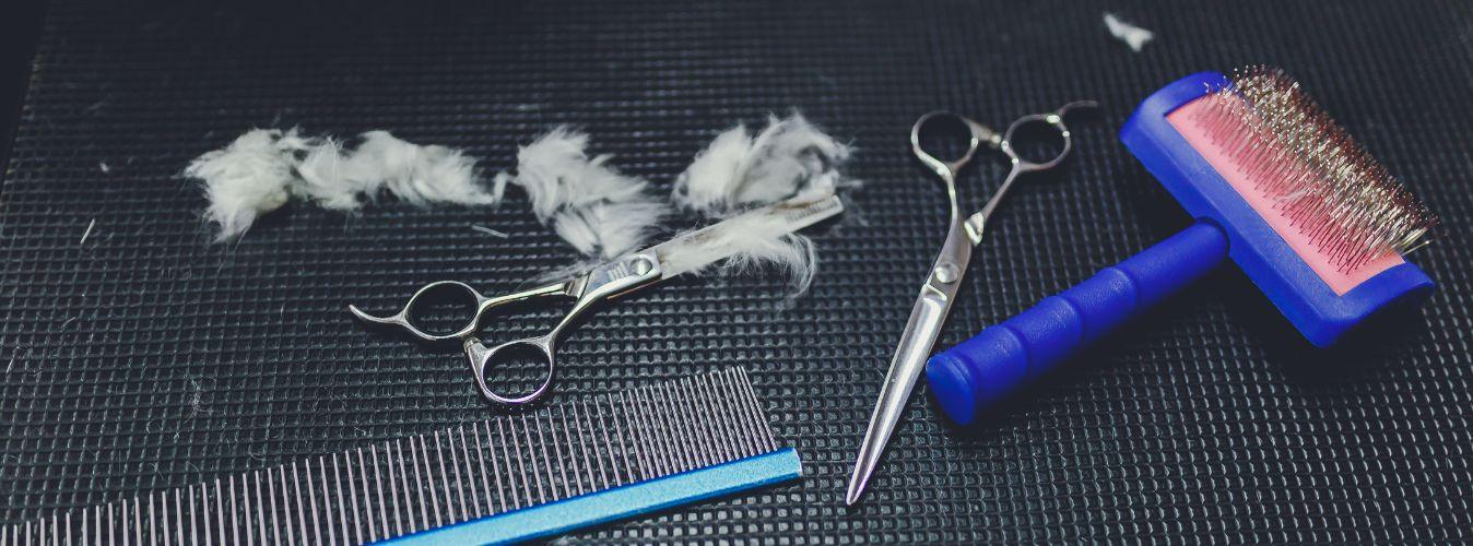 How Do I Groom My Puppy? - Petsy