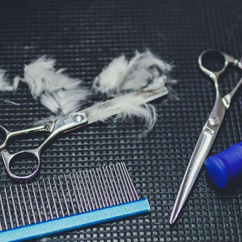 How Do I Groom My Puppy? - Petsy