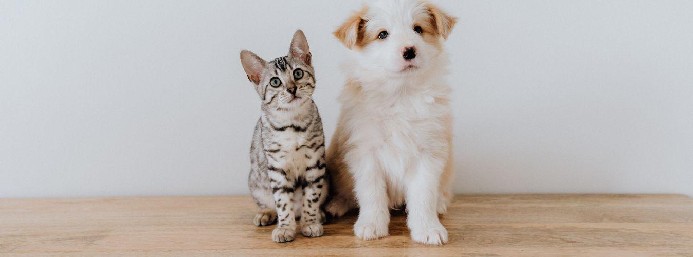 Giving Medication and Supplements to Your Pet - Petsy