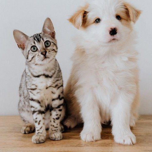 Giving Medication and Supplements to Your Pet - Petsy