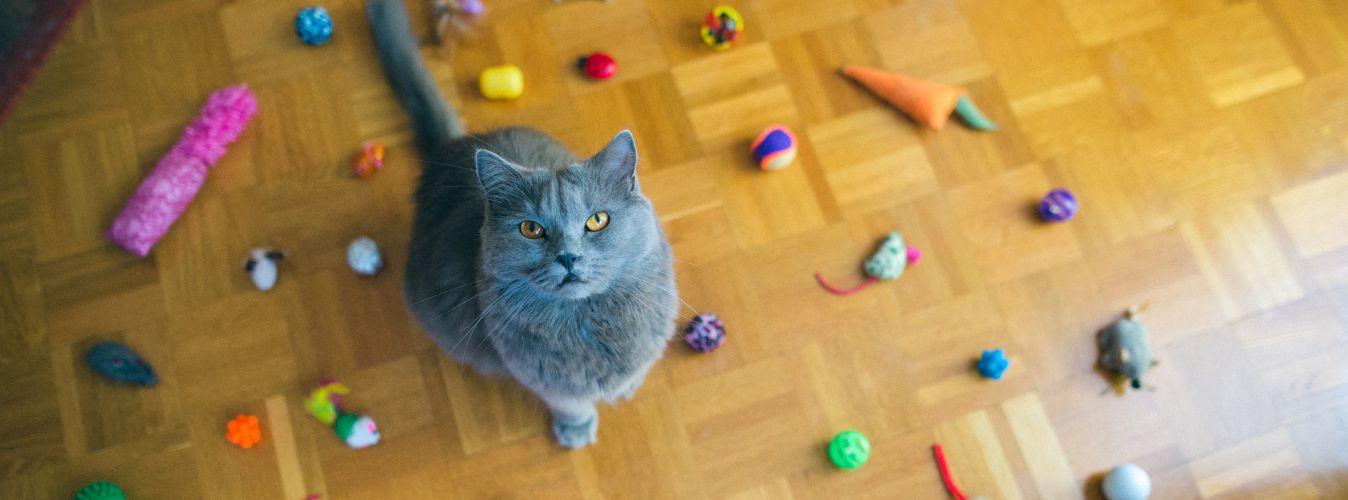 Types of Cat Toys - Petsy