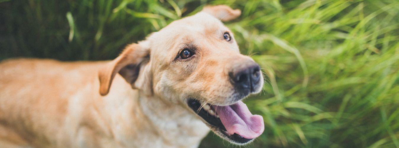 6 Things Only People With Dogs at Home Understand - Petsy