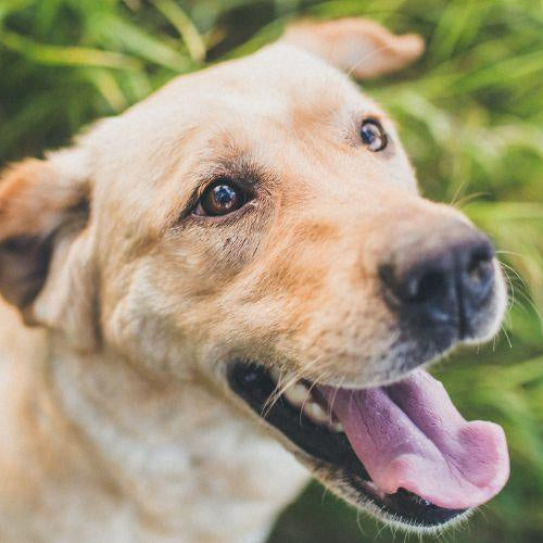 6 Things Only People With Dogs at Home Understand - Petsy