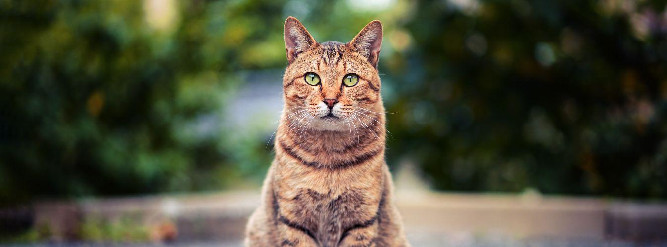 6 Things Only People With Cats at Home Understand - Petsy