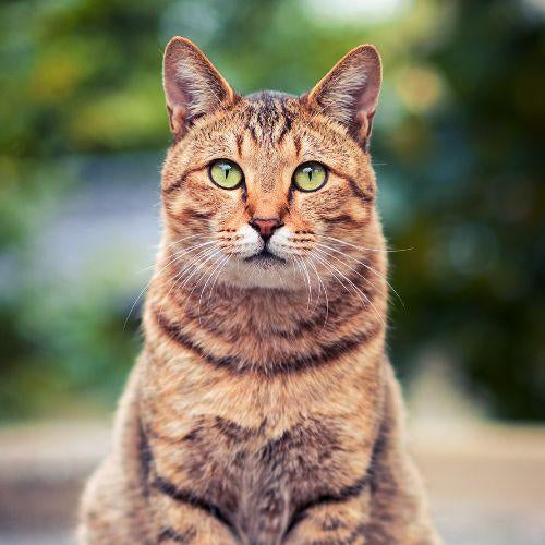 6 Things Only People With Cats at Home Understand - Petsy