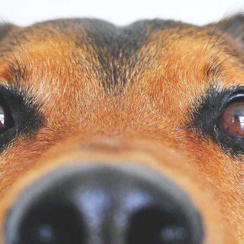 How to Clean Tear Stains Around My Dog’s Eyes - Petsy