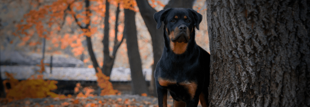 Improve Your Senior Dog's Life With These 6 Tricks! - Petsy