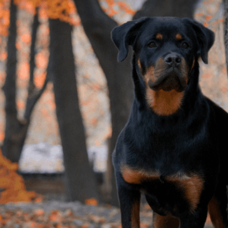 Improve Your Senior Dog's Life With These 6 Tricks! - Petsy