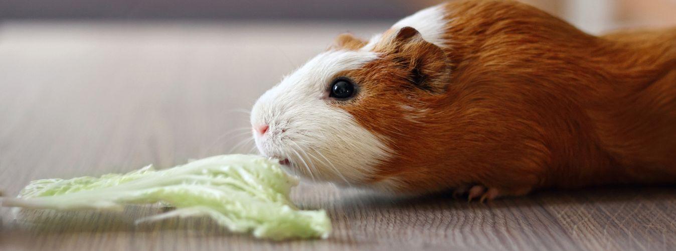 Feeding Guinea Pigs - Petsy