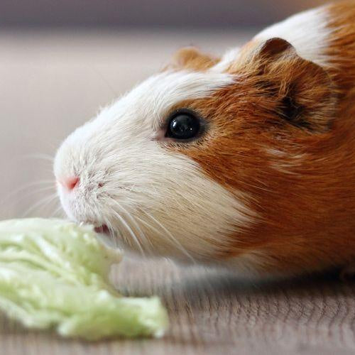 Feeding Guinea Pigs - Petsy