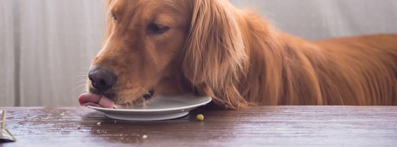 Dog Food - Do’s and Don’ts - Petsy