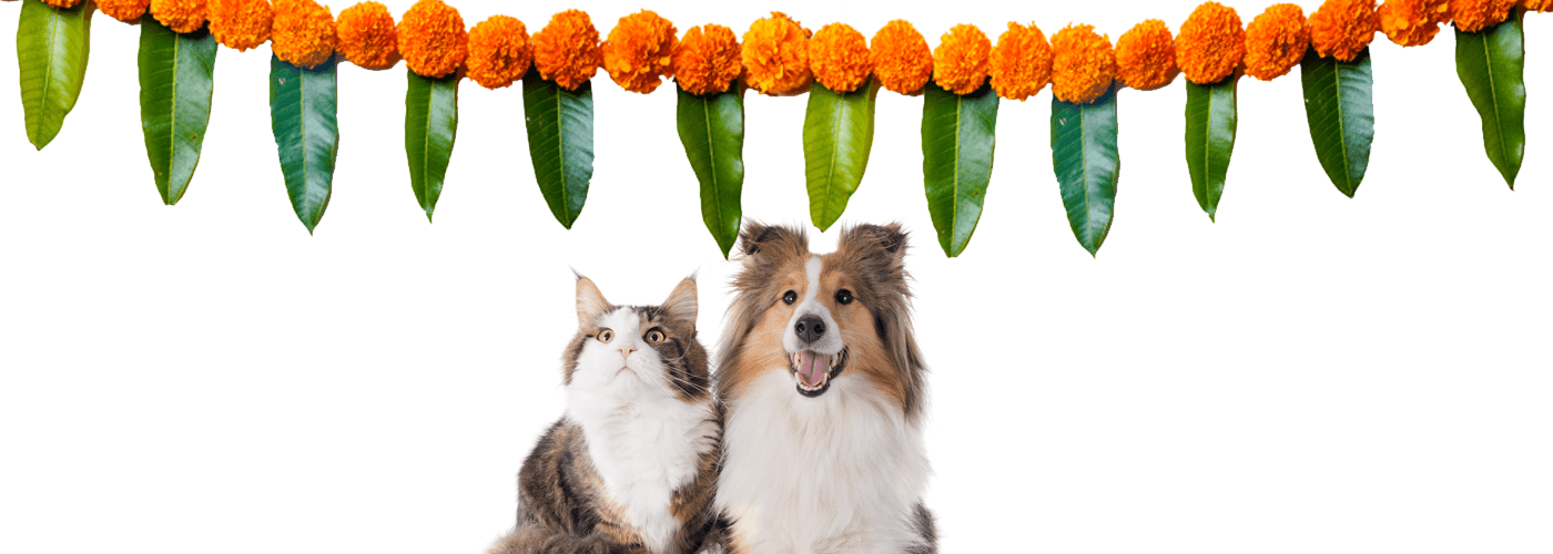 How to celebrate a pet-friendly Diwali? - Petsy