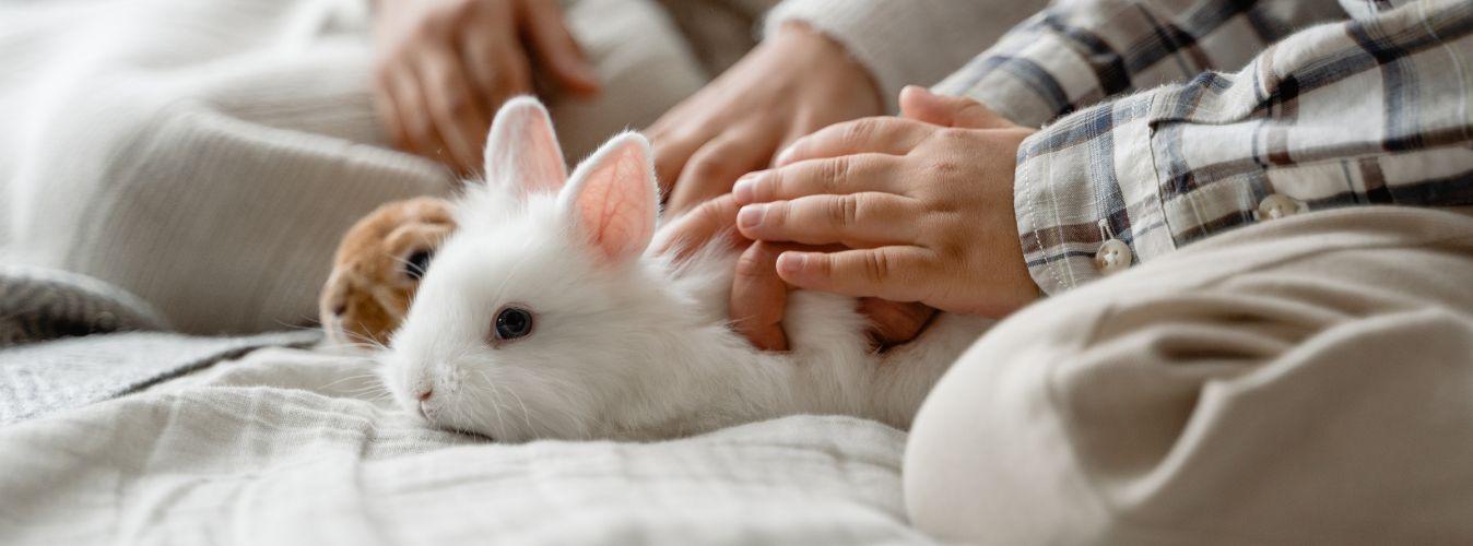 Bunny Proofing Your Home - Petsy