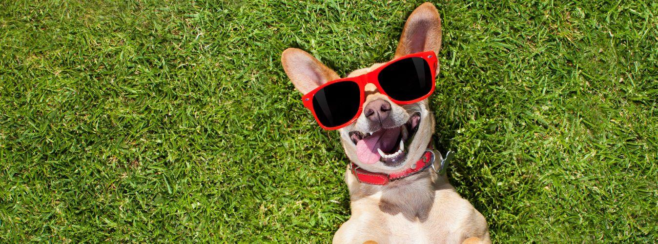 15 Fun Facts About Dogs - Petsy