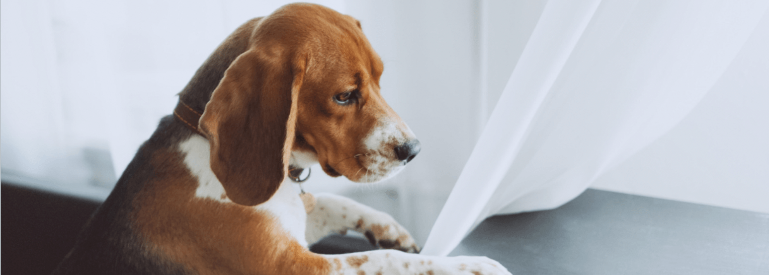 7 Tips For Crate Training Your Dog - Petsy