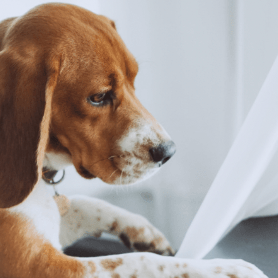 7 Tips For Crate Training Your Dog - Petsy