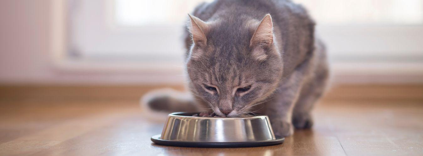 Top 6 Signs Your Pet Needs A New Diet - Petsy