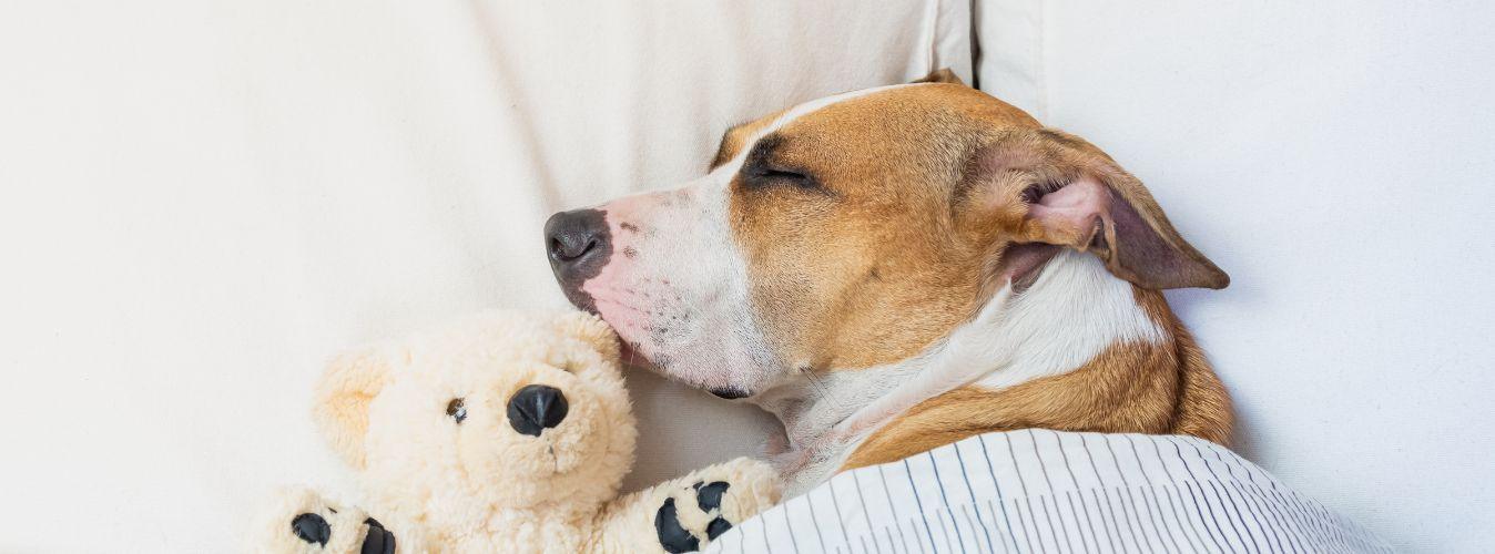 Should I Get a Bed, Kennel or Crate for My Dog? - Petsy