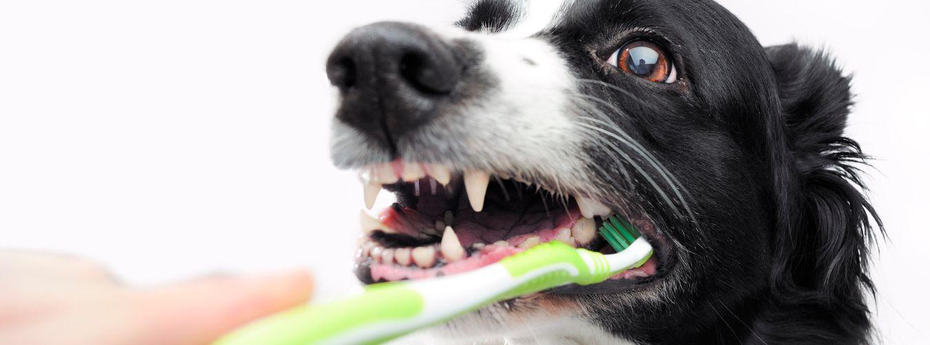 How Do I Brush My Dog’s Teeth? - Petsy