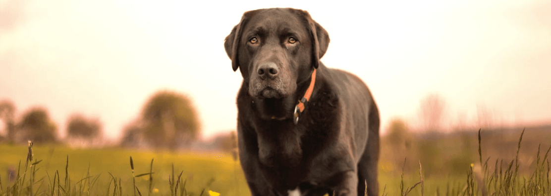 How To Improve Your Pet's Digestion? - Petsy