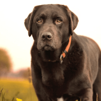 How To Improve Your Pet's Digestion? - Petsy