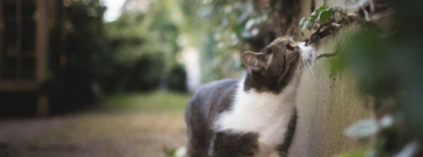 Matatabi: A Catnip Alternative - Petsy