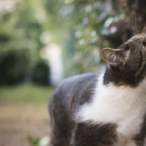 Matatabi: A Catnip Alternative - Petsy