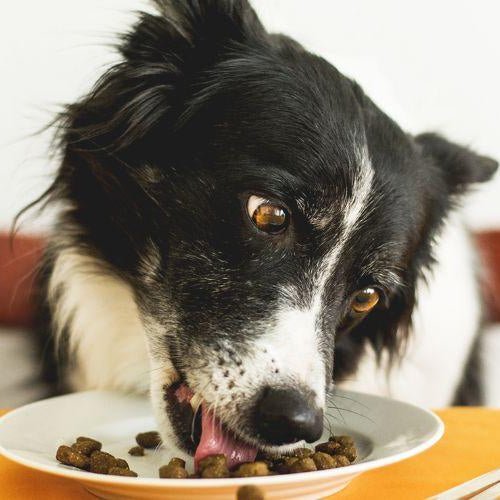 Home-Cooked Versus Commercial Pet Food - Petsy